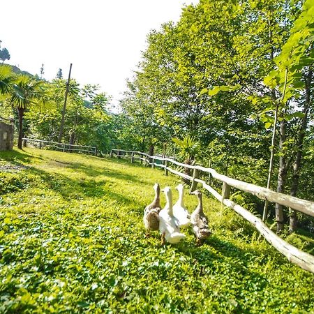 Oasis Gasamania Ξενοδοχείο Μπατούμι Εξωτερικό φωτογραφία